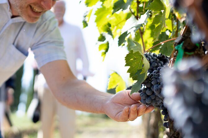 Winery Tour & Gourmet Tasting in Montalcino - Price and Value: What $96.23 Gets You (And What It Doesn’t)